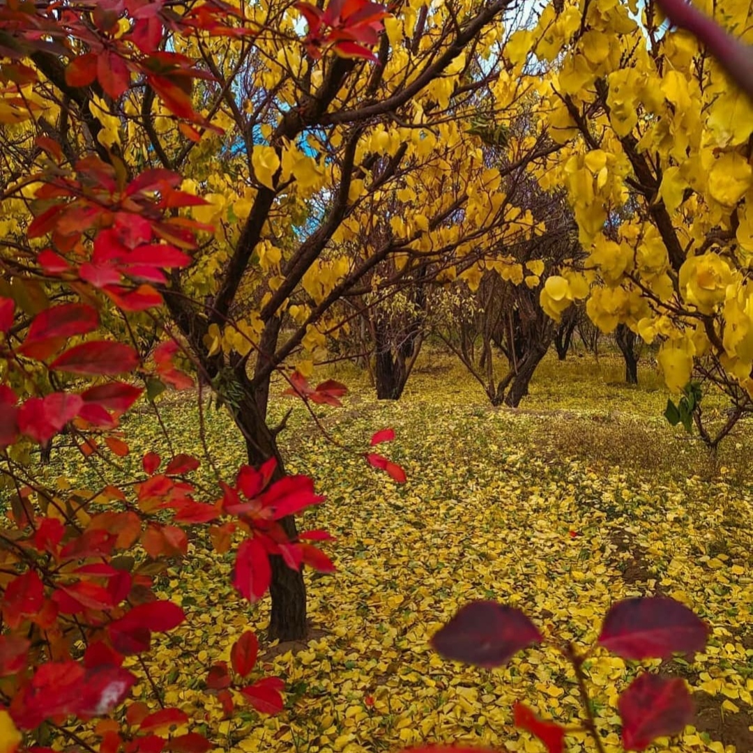 چوپی فتاح چوپی